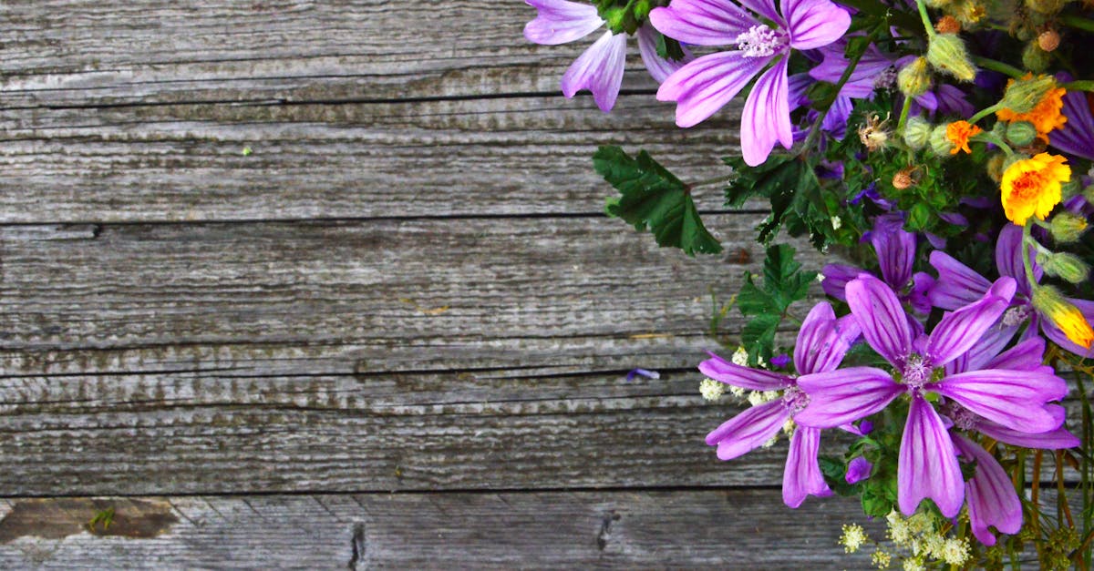 A Guide to Using Cover Crops for Soil Health