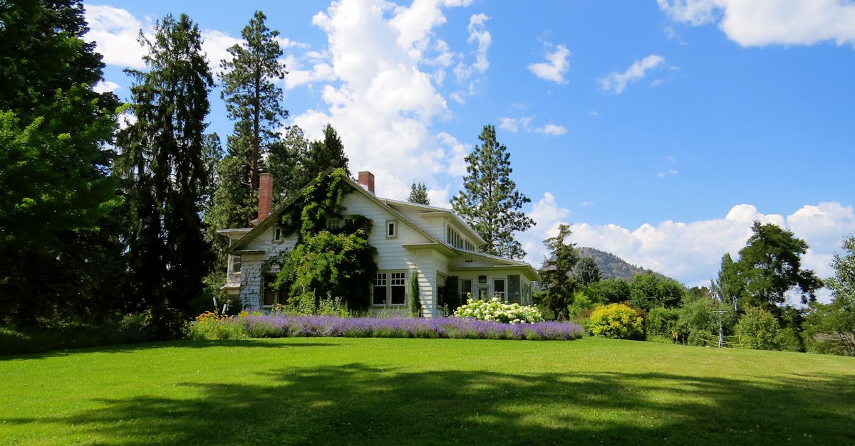 Creating a Focal Point with Dramatic Tree Planting