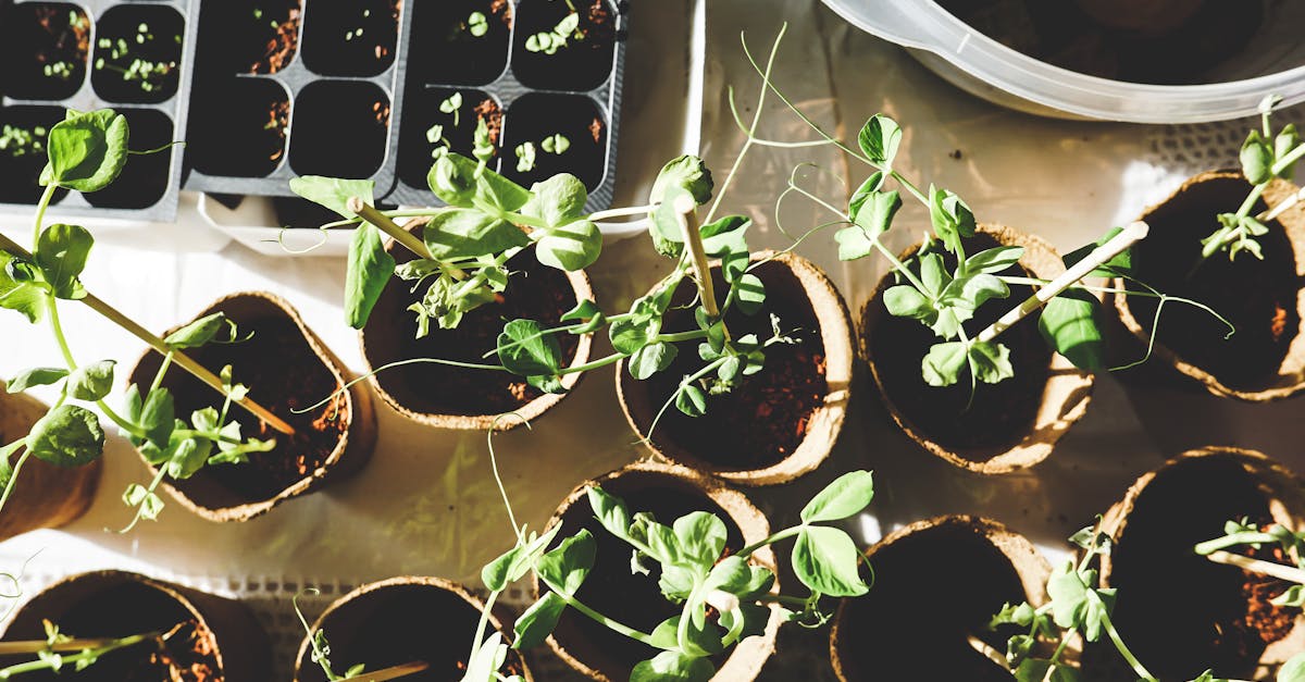 Creating a Kitchen Garden: Essentials and Tips