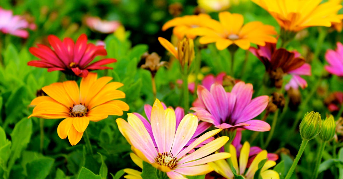 Designing a Garden with Native Perennials for Biodiversity