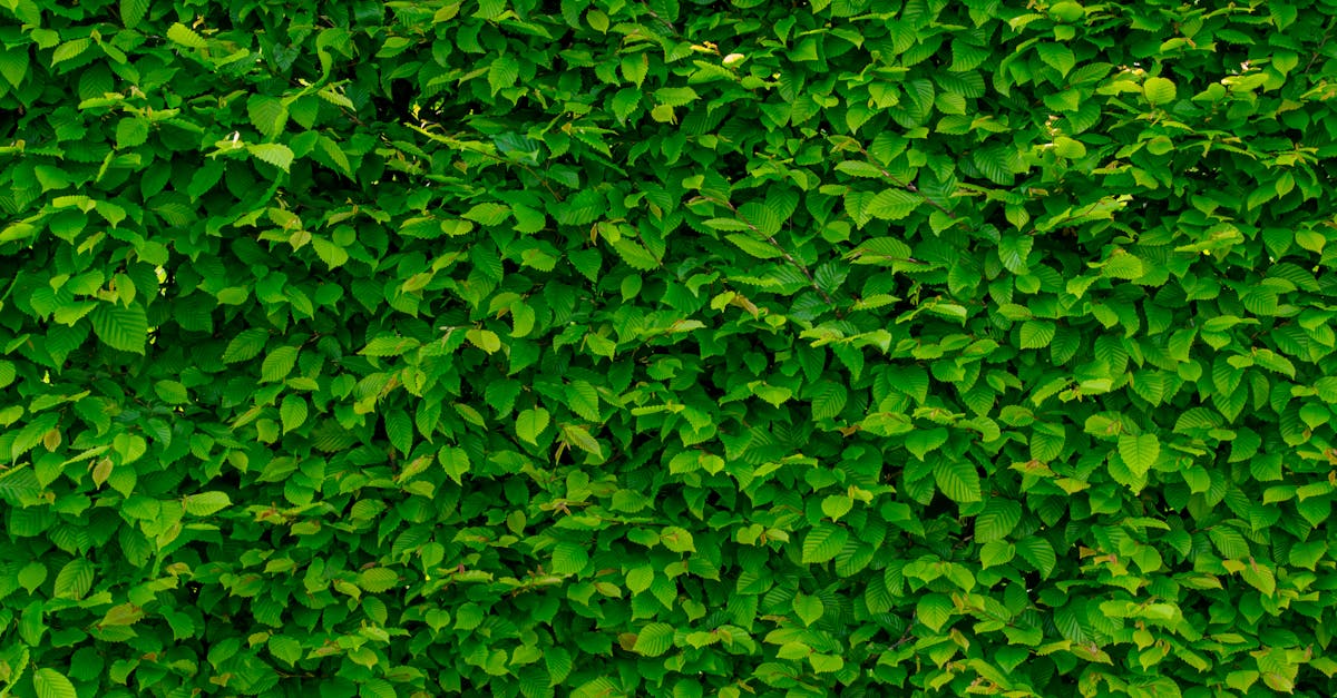 Designing a Low-Maintenance Garden with Hardy Shrubs