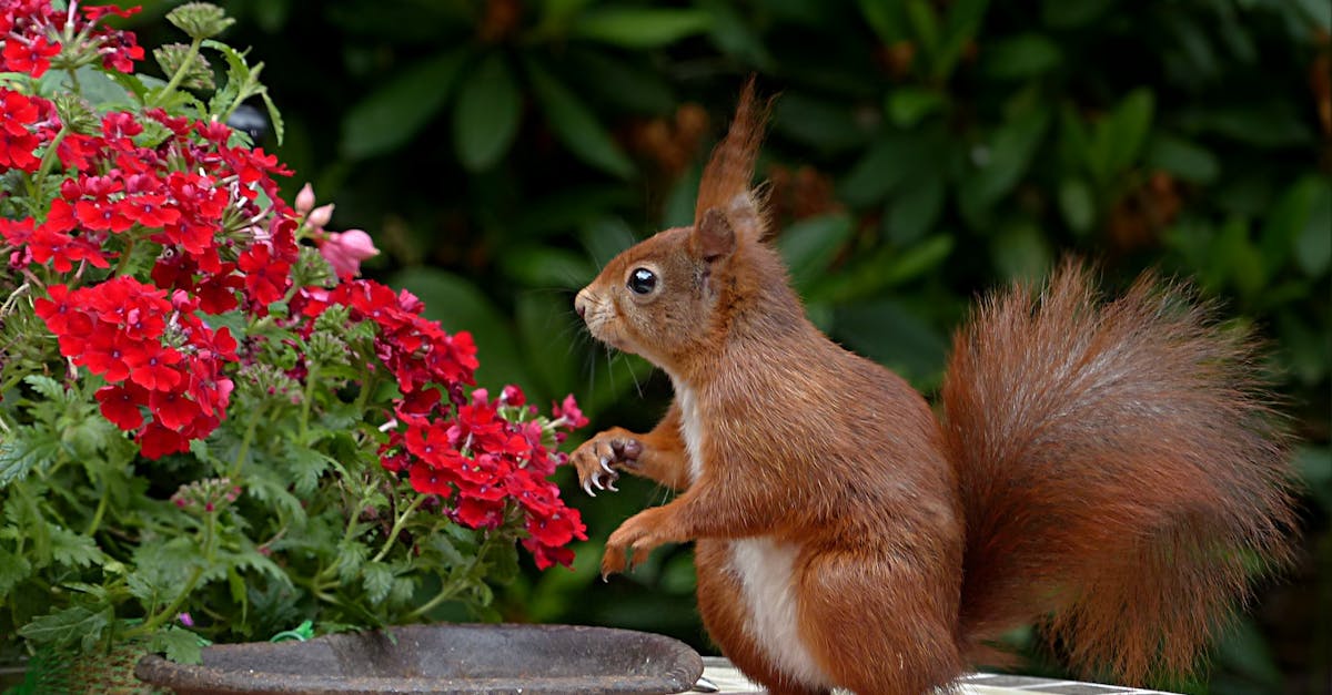 Designing a Seasonal Rotation: Annuals for Year-Round Interest