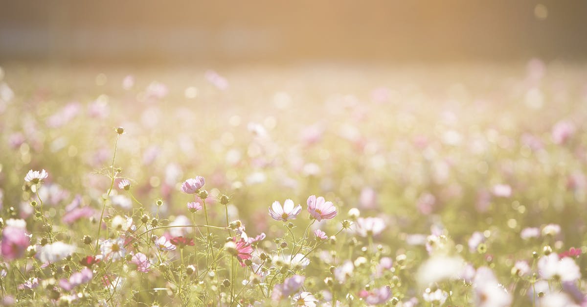 Effective Organic Solutions for Managing Garden Diseases