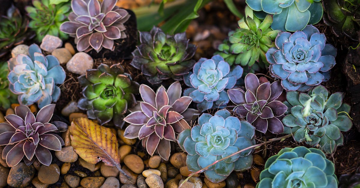 Integrated Pest Management: A Holistic Approach to Garden Care