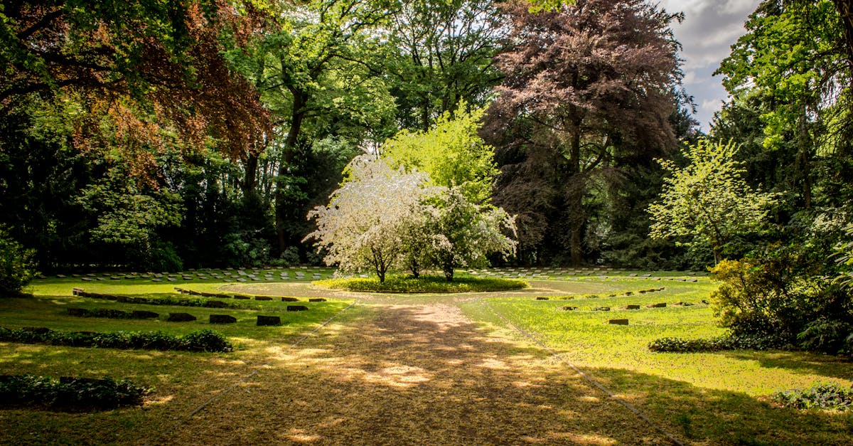 Seasonal Blooming Perennials for Continuous Garden Interest