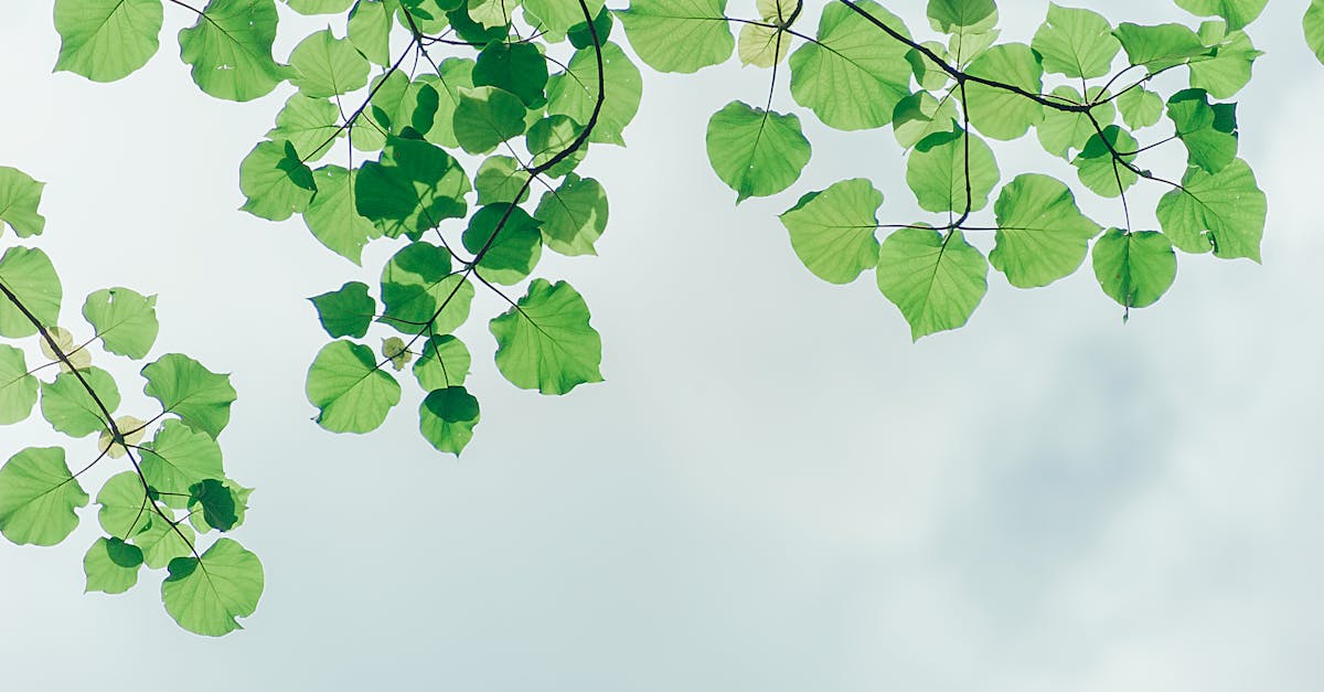 The Art of Trimming Hedge Variants for Optimal Shape