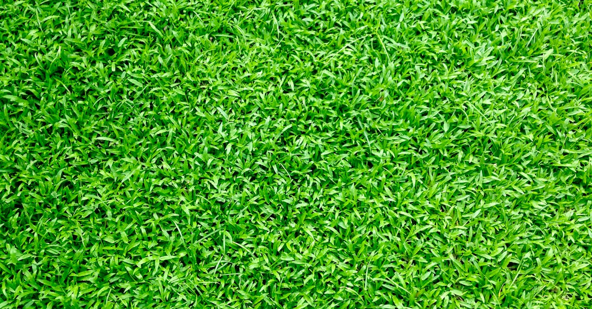 The Benefits of Deciduous versus Evergreen Trees