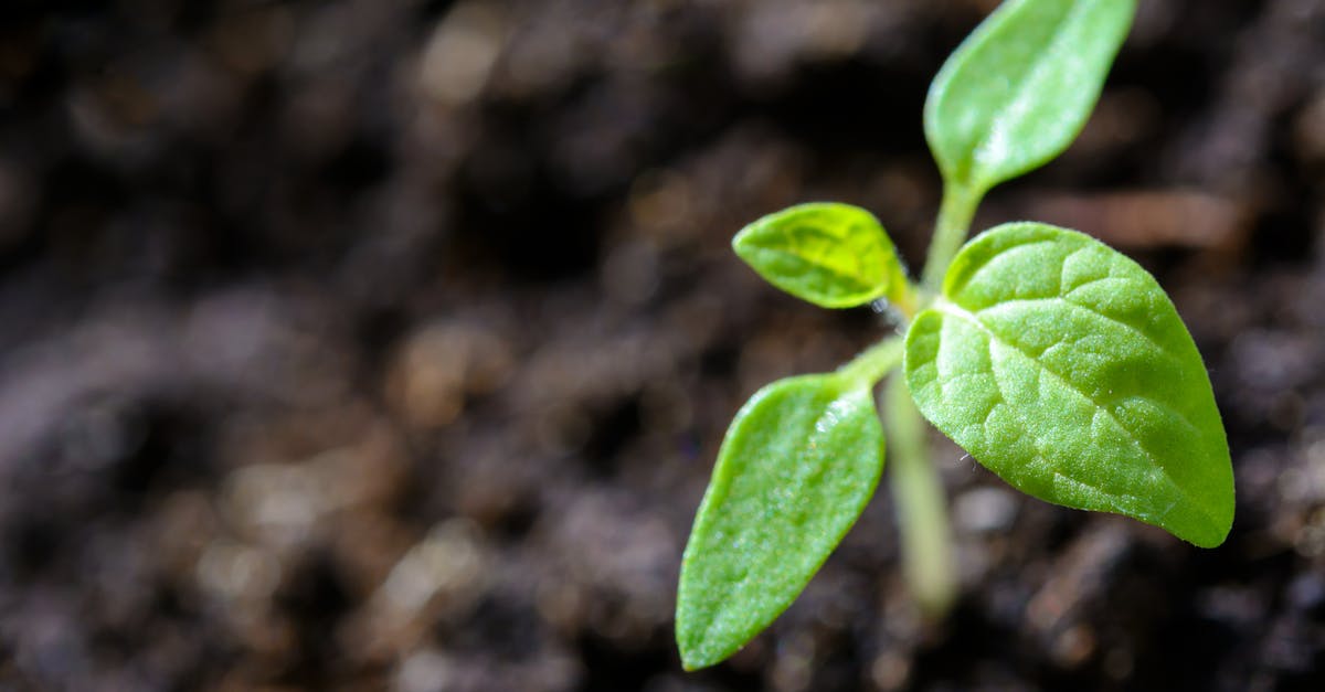 The Role of Mulch in Conserving Soil Moisture