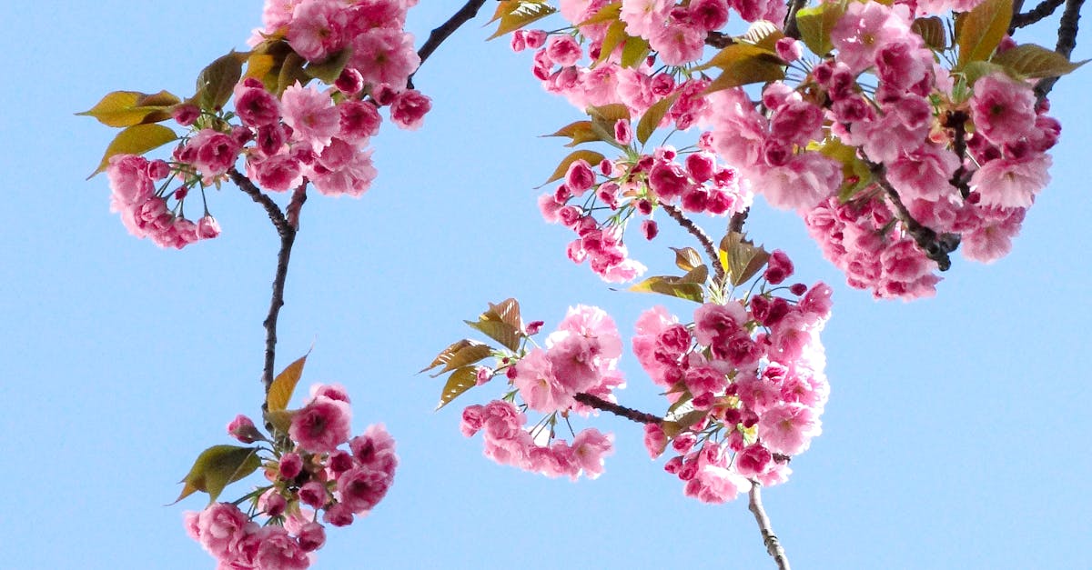 Top Annual Plants for Attracting Pollinators