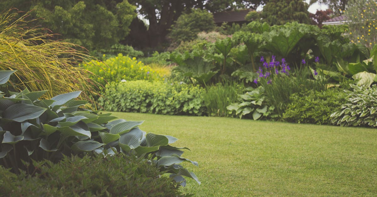 Understanding Fungal Diseases and Their Management in Gardens