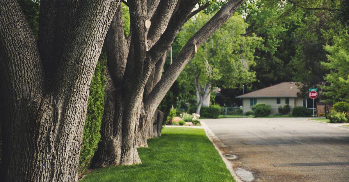 Understanding the Growth Habits of Common Large Plants